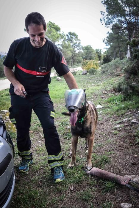 La provincia vivirá la mejor campaña de setas en cuatro años tras las últimas lluvias