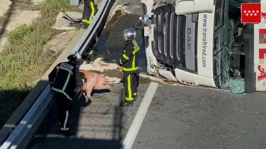 Un camión lleno de cerdos choca contra un guardarraíl de la A-6 y deja cinco heridos