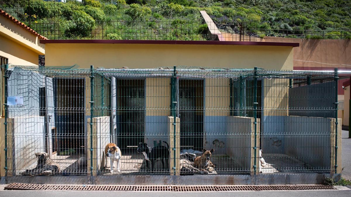Varios perros en el Albergue Comarcal de Valle Colino.