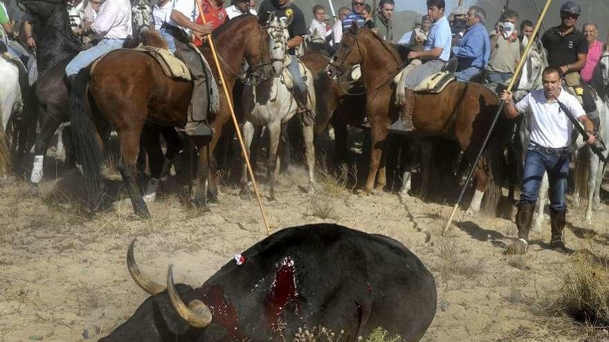 El toro de la Vega yace muerto en el Torneo de 2010.