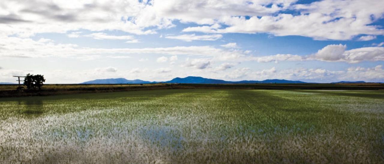 Una parcela de arroz en la comarca de Vegas Altas.