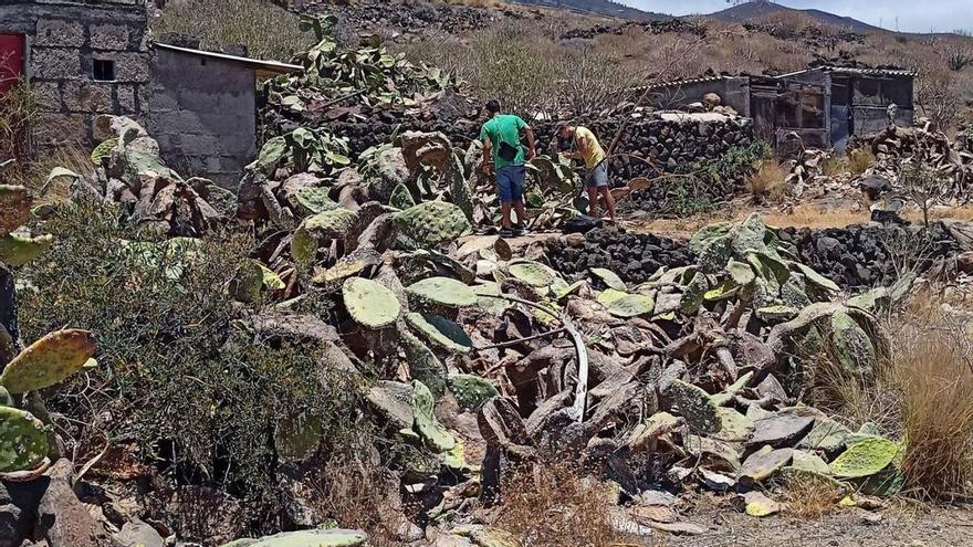 Agrupación de tuneras afectadas por la cochinilla mexicana.