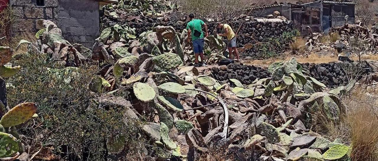 Agrupación de tuneras afectadas por la cochinilla mexicana. | | DAVID PERESTELO