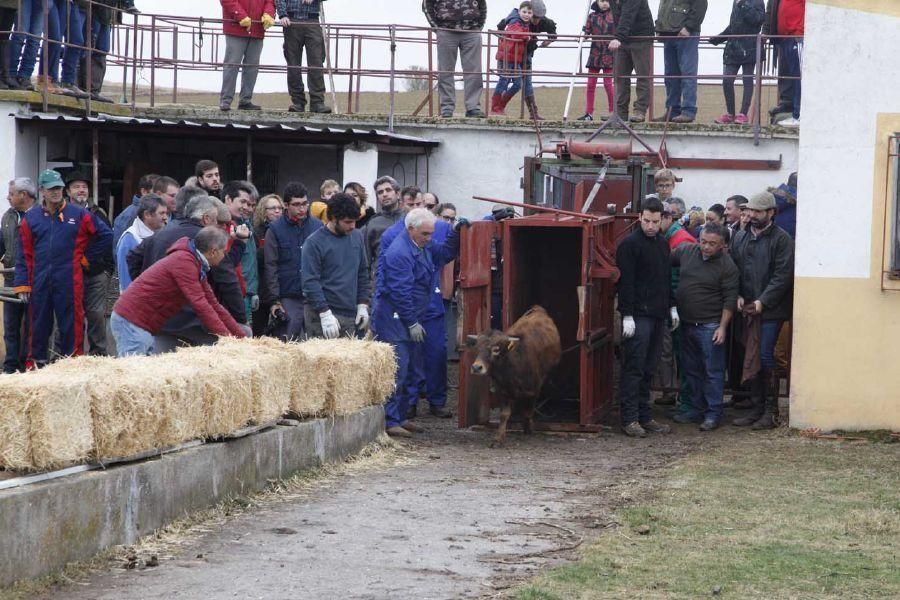 Herradero en Fuentelapeña