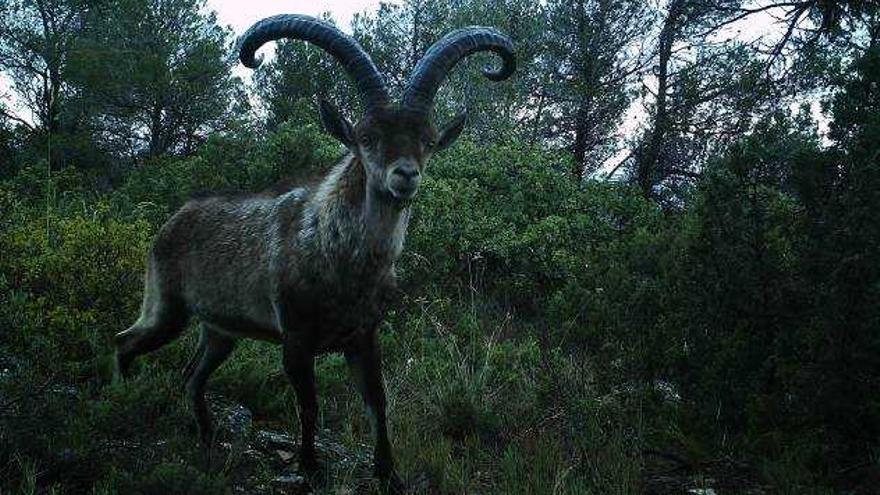 Alerta en Castelló por un brote de sarna en la cabra montés en Tarragona