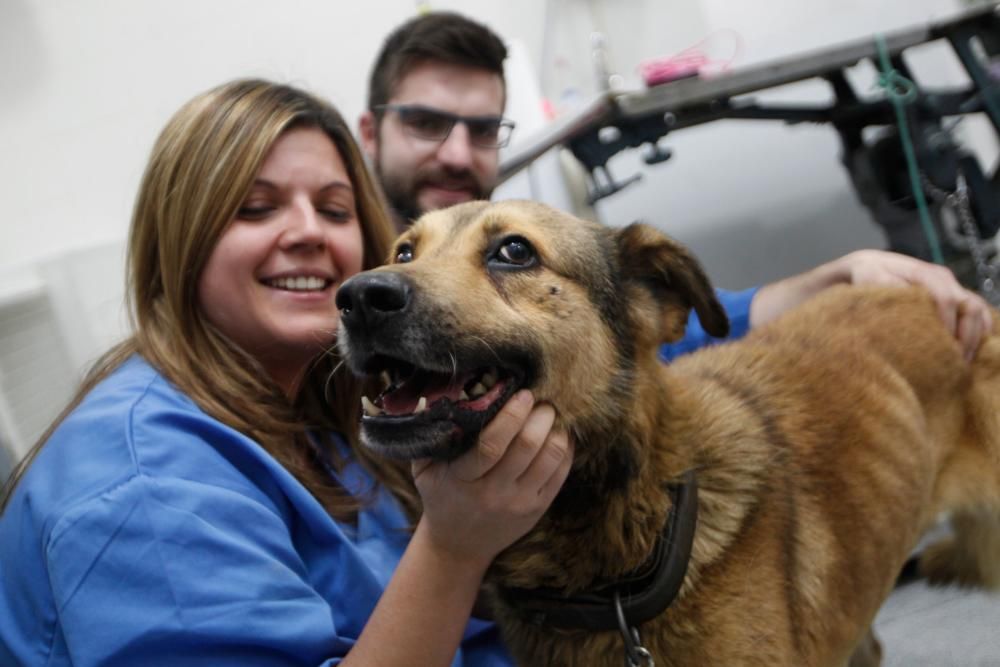 Visita al perro Nicolás en la clínica donde lo atienden de la brutal paliza