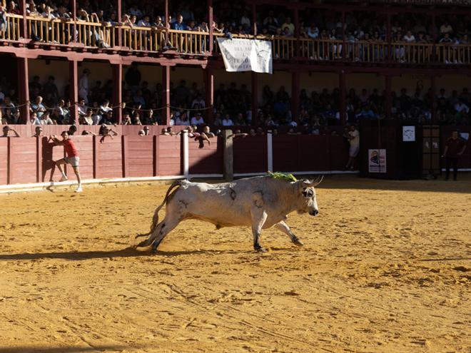 GALERÍA | Toro del Cajón 2026