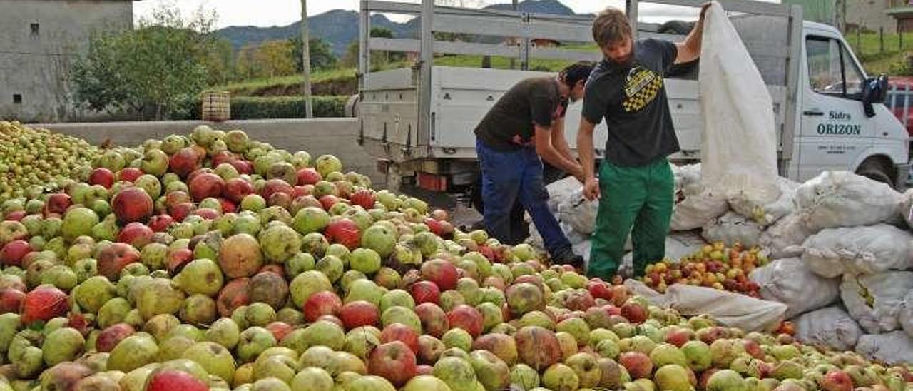 Descarga de manzanas en el lagar Orizón de Nava.