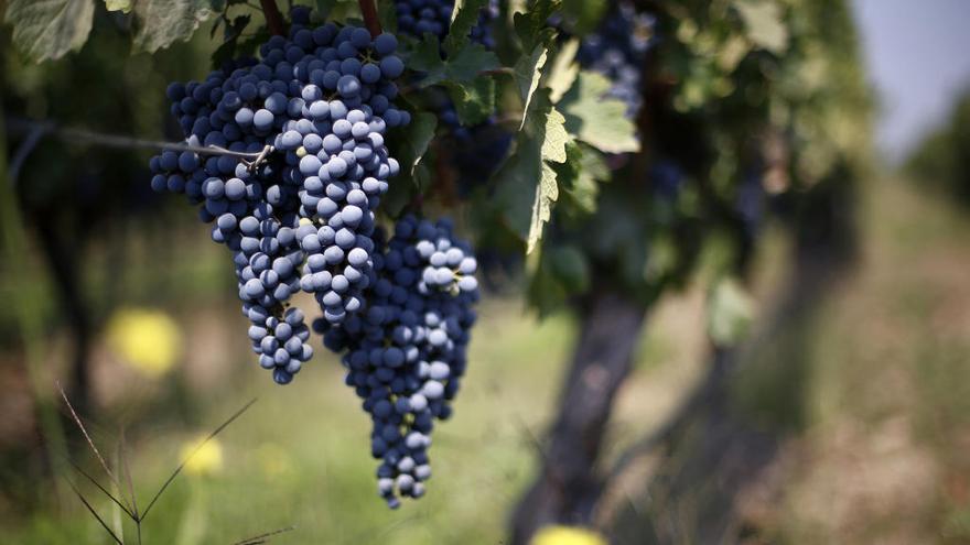 La cosecha valenciana de uva sufrirá un descenso del 30% por la sequía y el granizo