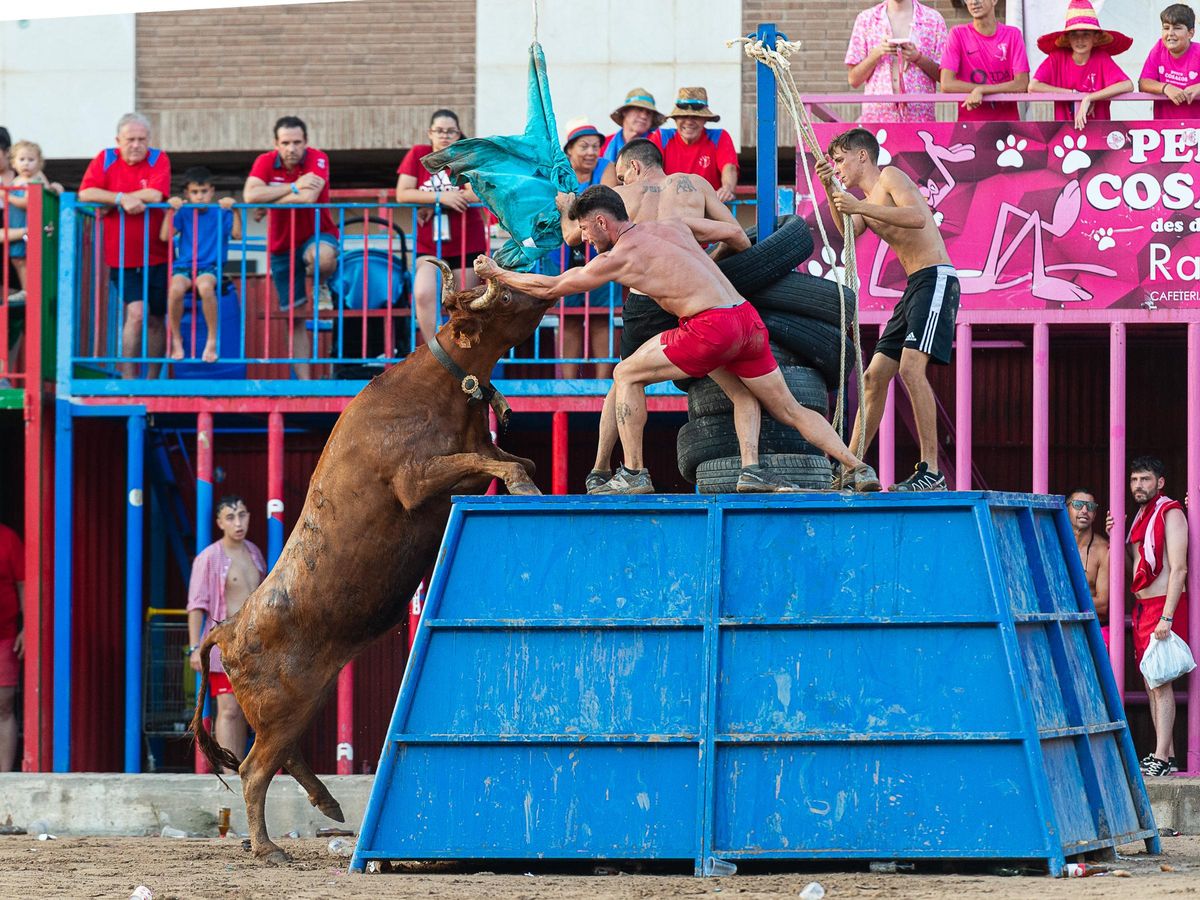 Hermanos Navarré en la segunda jornada del concurso de ganaderías de la Vall.