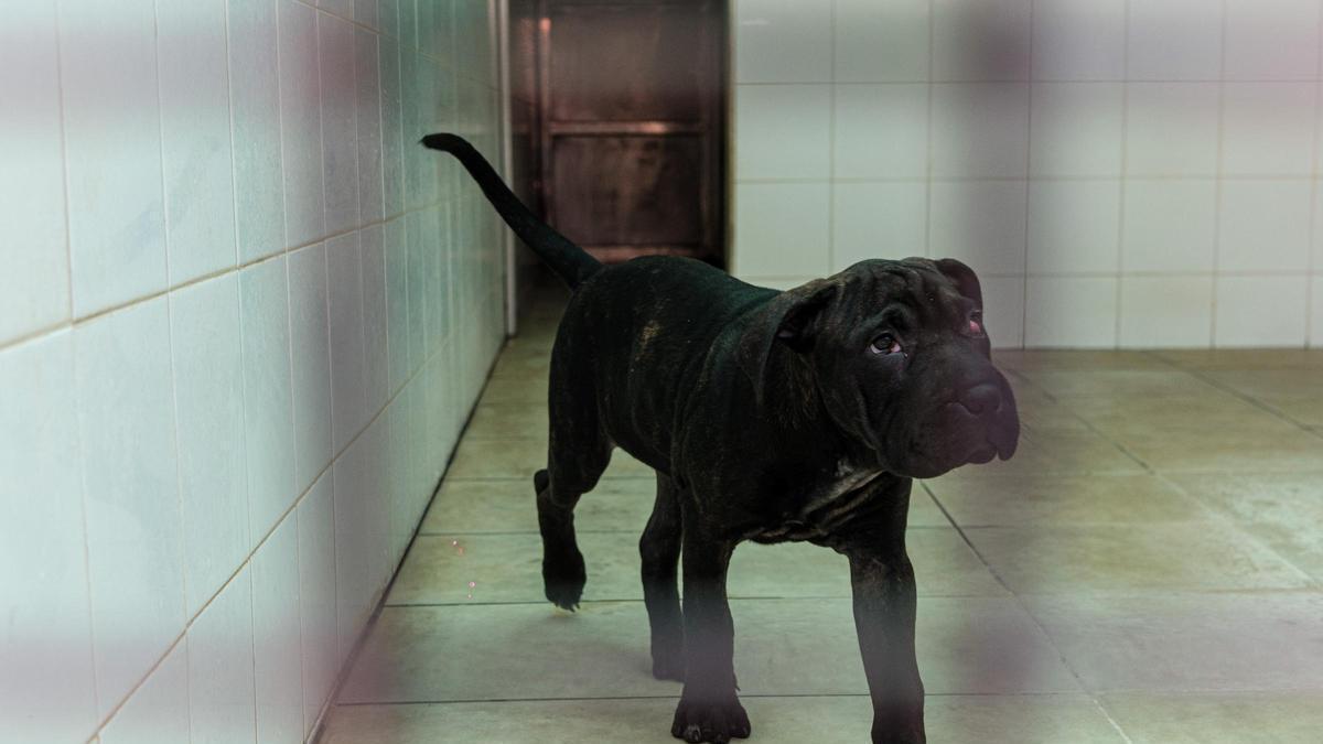 Ikram en la protectora animal Sa Coma cuando llegó a Ibiza en patera