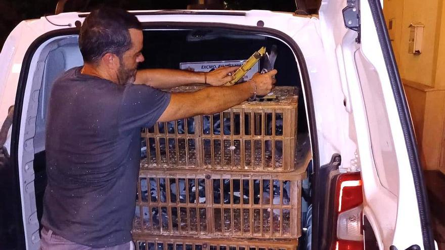 Retiran casi dos centenares de palomas de las inmediaciones del Santuario de la Virgen de las Huertas de Lorca