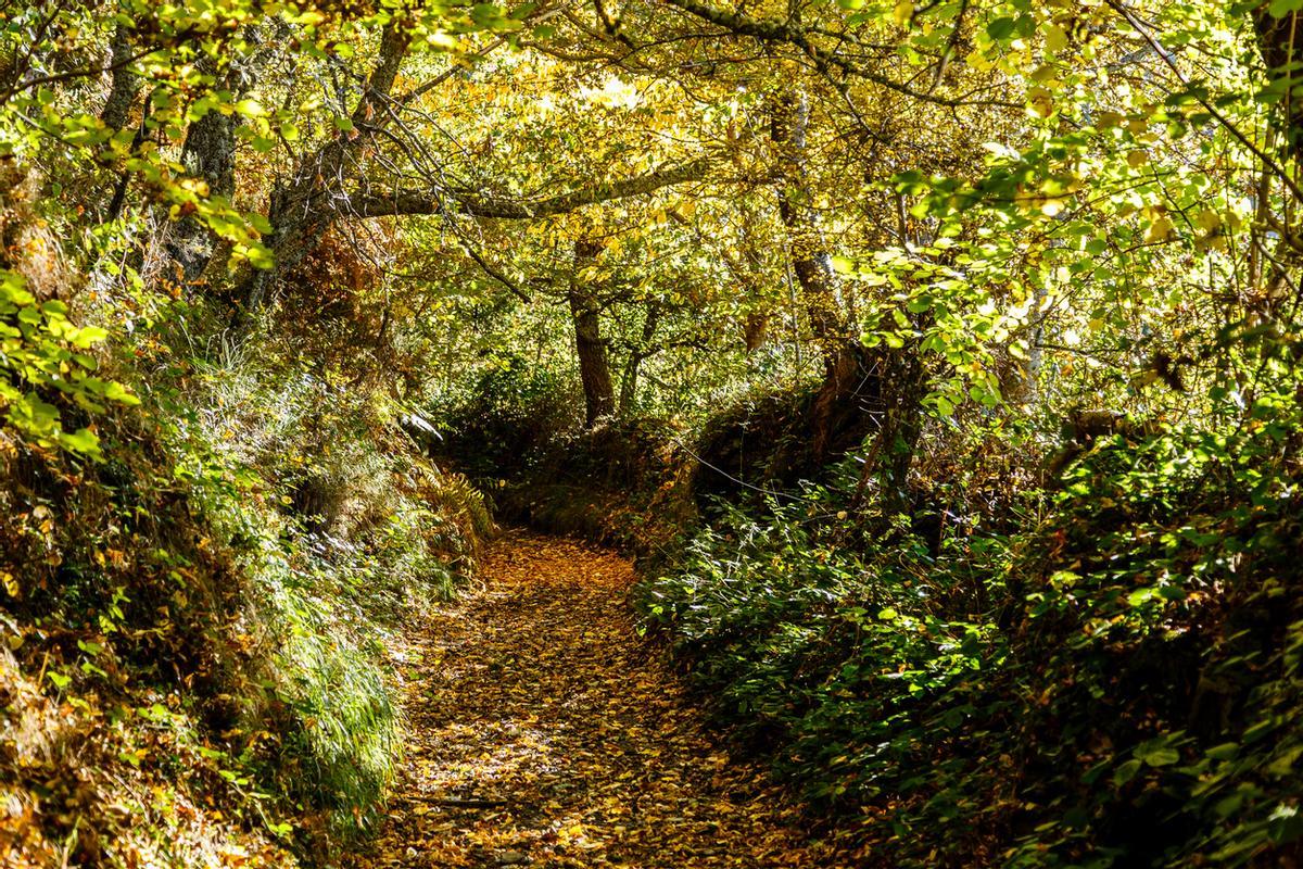 Reserva Natural Integral de Muniellos, Asturias