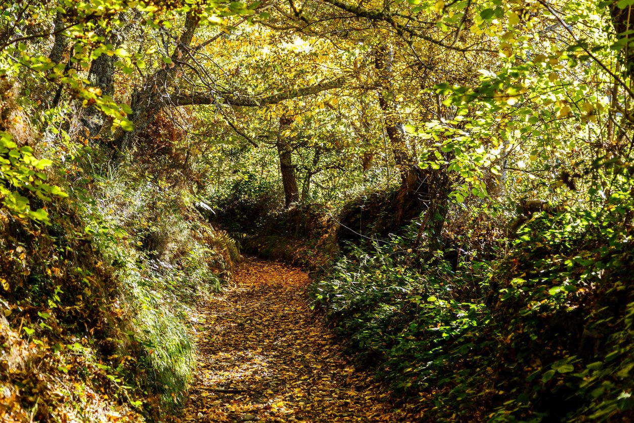 Reserva Natural Integral de Muniellos, Asturias