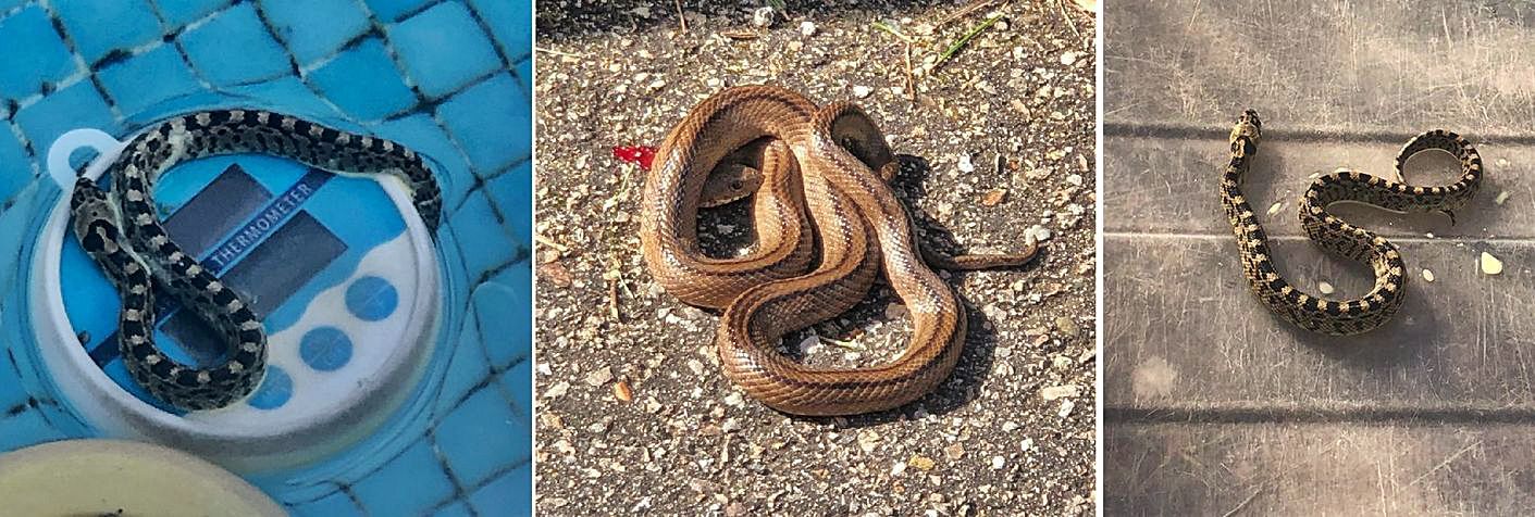 Uno de los animales (izq.) apareció en una piscina. En el centro, una culebra de escalera.