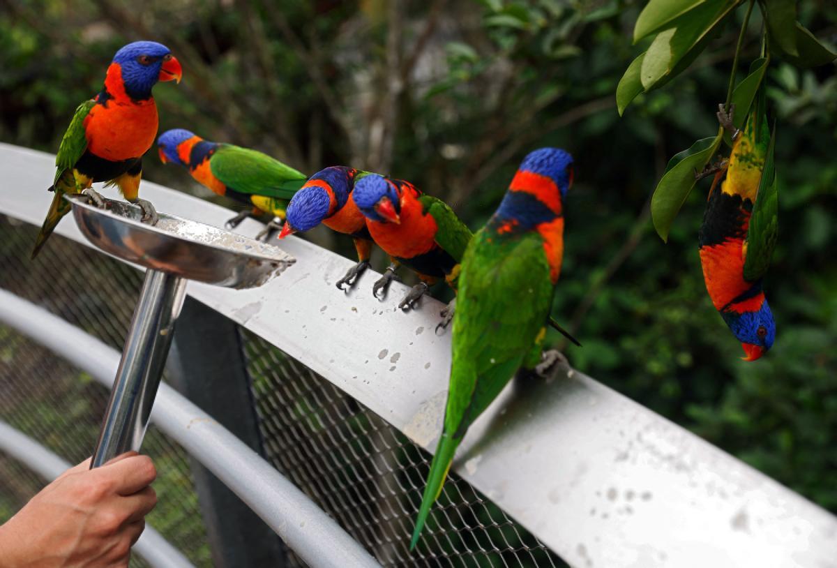 Singapur estrena el parque Paraíso de los pájaros