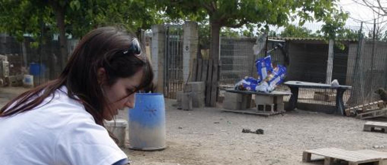 Imagen de archoivo de una protectora de Carcaixent. | VICENT M. PASTOR