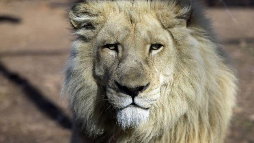 Una manada de leones ataca y devora a un cazador furtivo en Sudáfrica