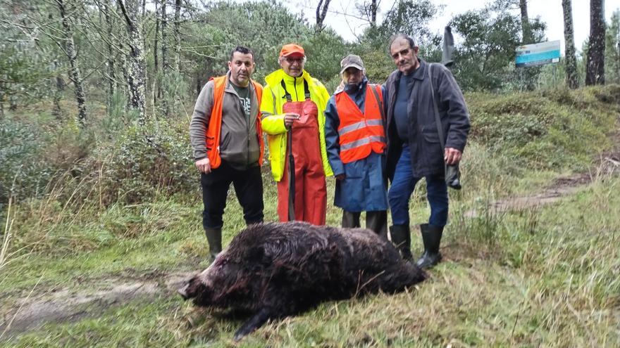 Cazado un jabalí de Sanxenxo que causaba daños en O Grove