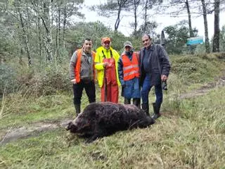 Cazado un jabalí de Sanxenxo que causaba daños en O Grove