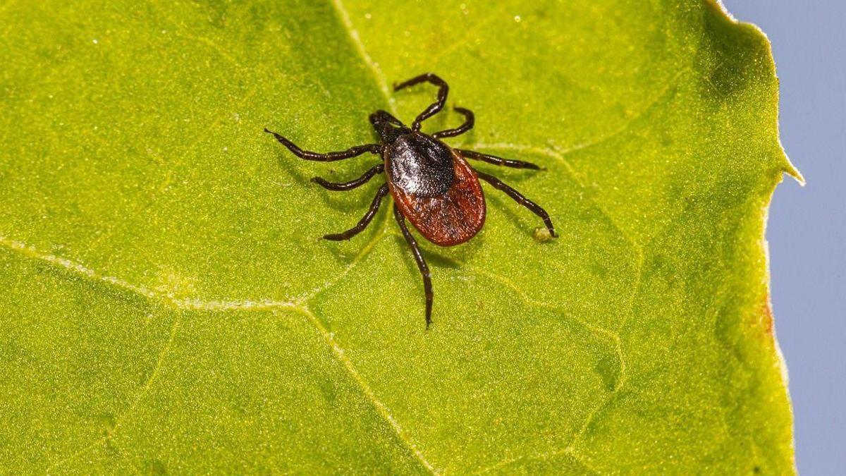 La malaltia de Lyme s’estén per Espanya i creix a Catalunya