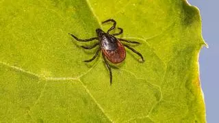 La enfermedad de Lyme se extiende por España y crece en Catalunya