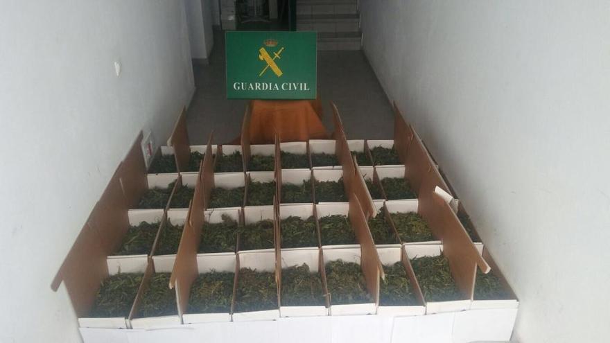 Desmantelada una plantación de marihuana en Tiscamanita