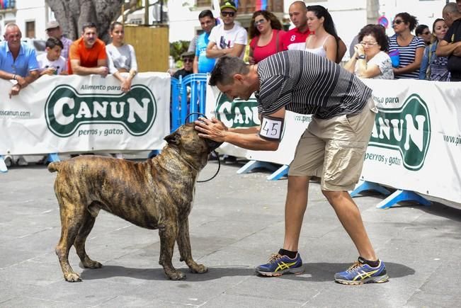 Celebración del I Certamen Nacional de perro ...