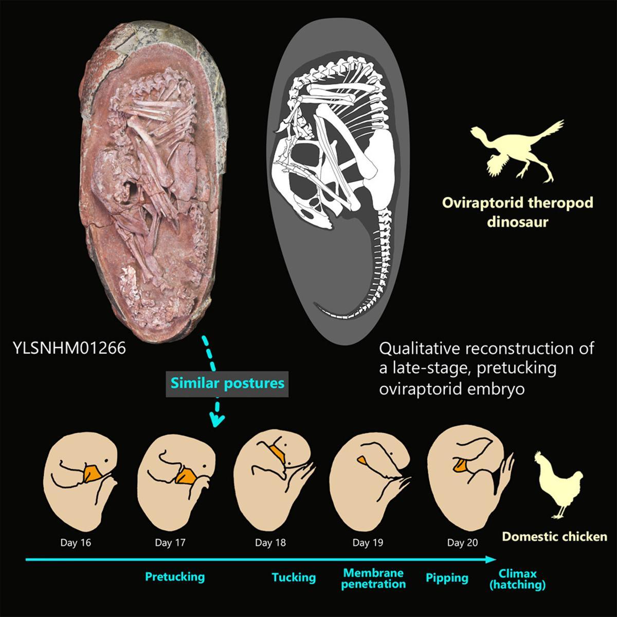 Un embrió de dinosaure exquisidament conservat revela una estranya postura