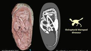 Un embrió de dinosaure exquisidament conservat revela una estranya postura