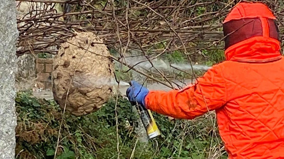 Nido de Velutina retirado en Vilagarcía