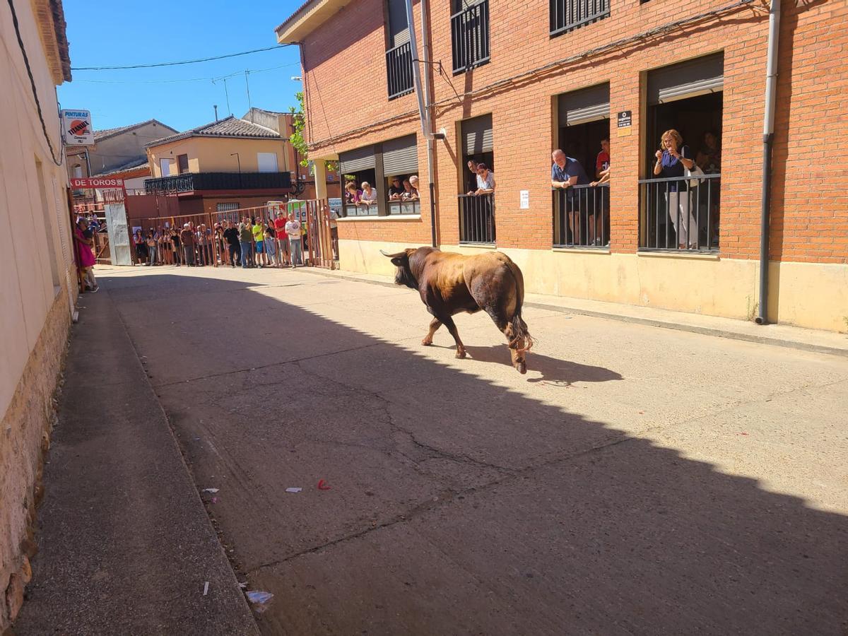 GALERÍA | Morales de Toro vive su primer encierro de las fiestas de San Roque 2024 GALERÍA | Morales de Toro vive su primer encierro de las fiestas de San Roque 2024