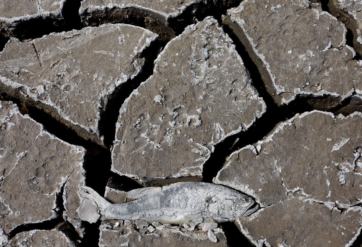 Un pez muerto en el lecho seco del lago Mead, en Nevada
