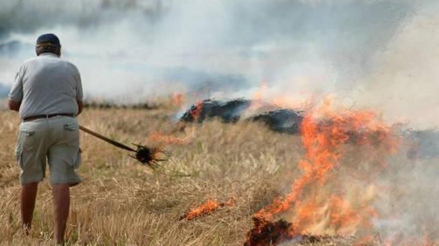 Una planta de reciclaje de la paja del arroz  se suma a la autorización de las quemas