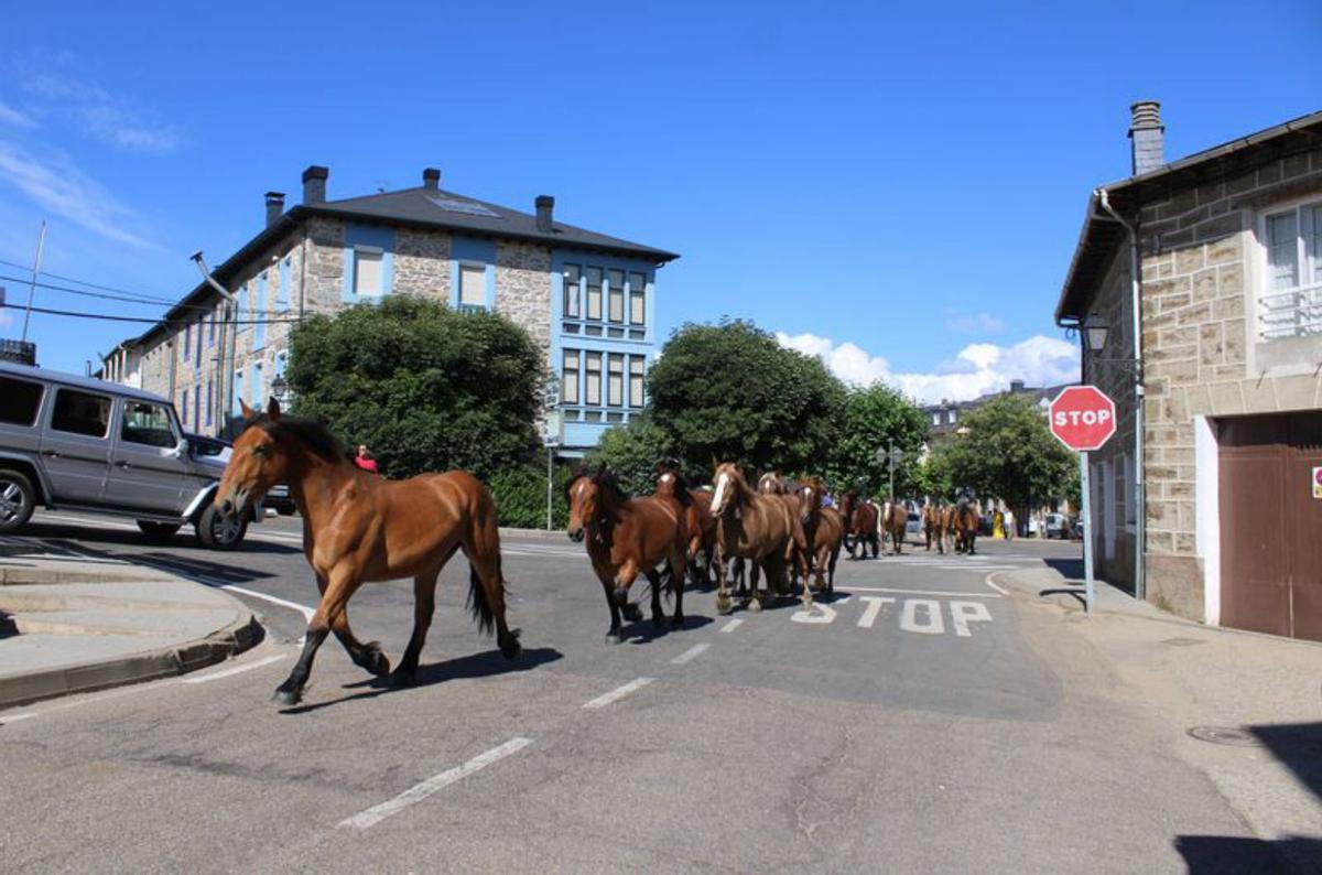 Los caballos de raza hispano bretona en su camino a Puente Porto, donde han pasado por el río Truchas a su paso por Ilanes. | A. Saavedra