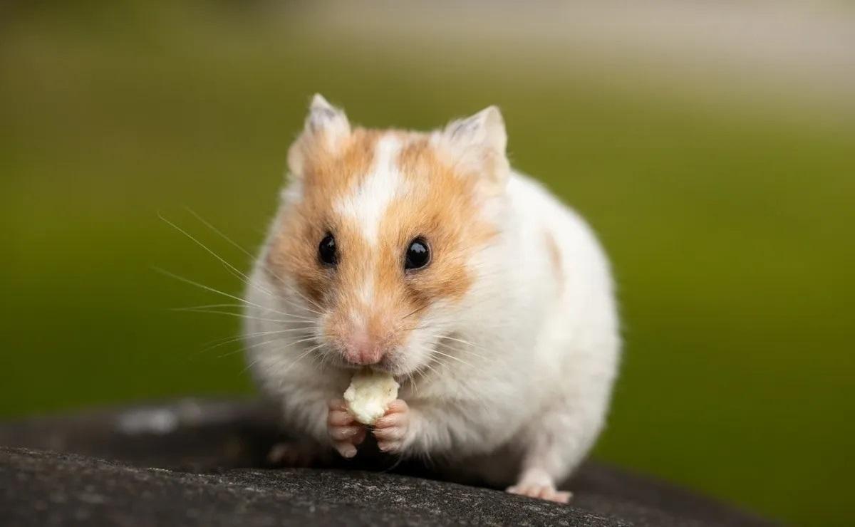 Los hámsters, chinchillas o ratones, también prohibidos