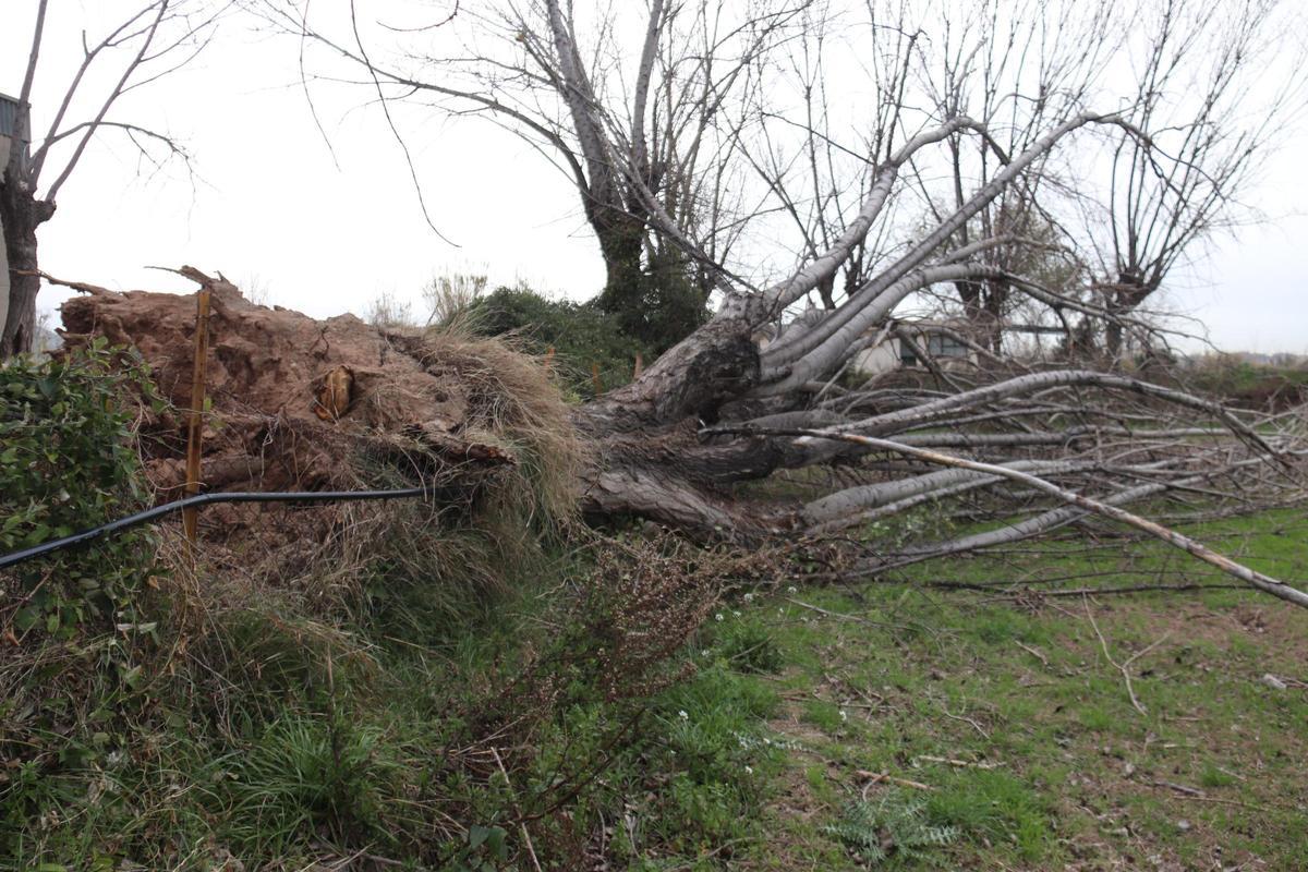 El tub del rec ha estat danyat per la caiguda d'un arbre en un camp del Baix Llobregat, a Santa Coloma de Cervelló