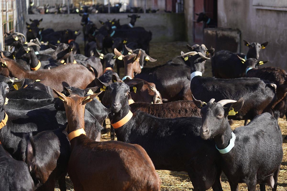 Algunes de les 300 cabres amb què compta Mas Alba.