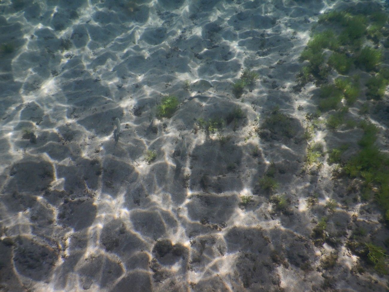 Las Canteras, guardería de biodiversidad marina