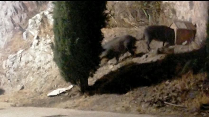 Los jabalíes irrumpen de nuevo en la subida al santuario de la Montaña