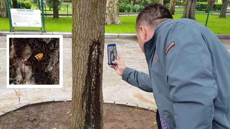 Un paseante saca fotos a las avispas gigantes del Campo. En el recuadro, uno de los insectos.