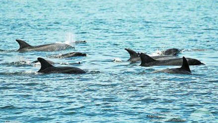 La pasión por las ballenas azules se desata en las Rías Baixas