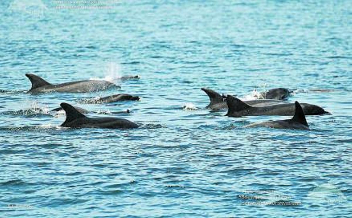 La pasión por las ballenas azules se desata en las Rías Baixas