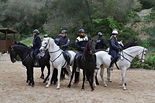 Die Pferde der Reiterstaffel der Polizei