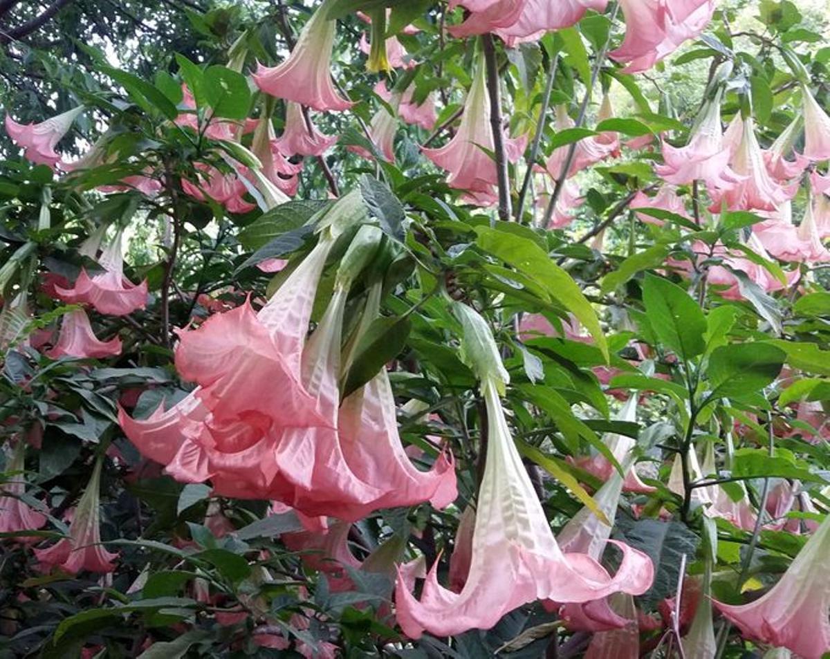 Brugmansia insignis