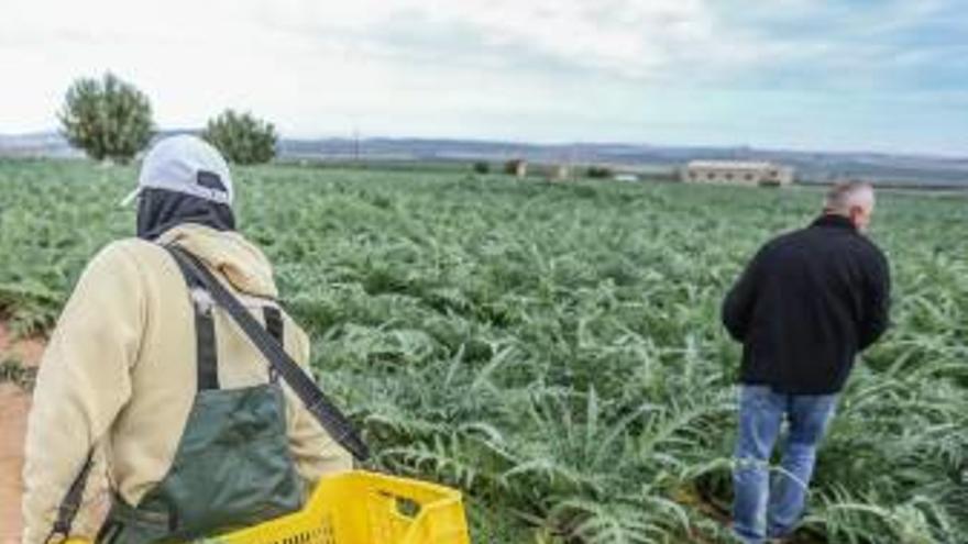 Agricultores recogen alcachofas en San Bartolomé.