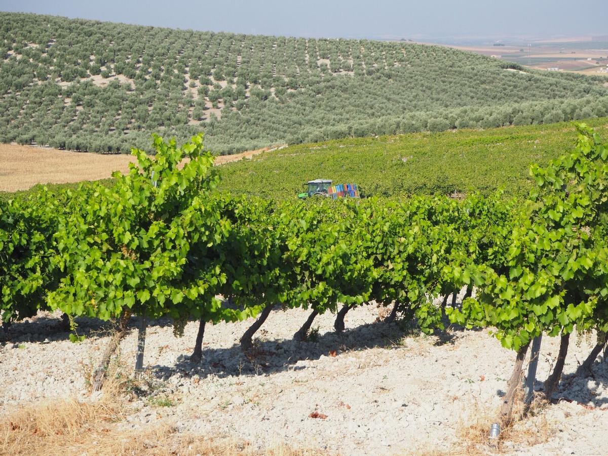 El viñedo comparte protagonismo con el olivar en buena parte del marco Montilla-Moriles