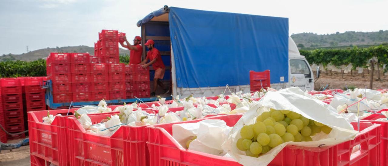 Una nueva estafa online ocasiona cuantiosas pérdidas a los productores de frutas y hortalizas