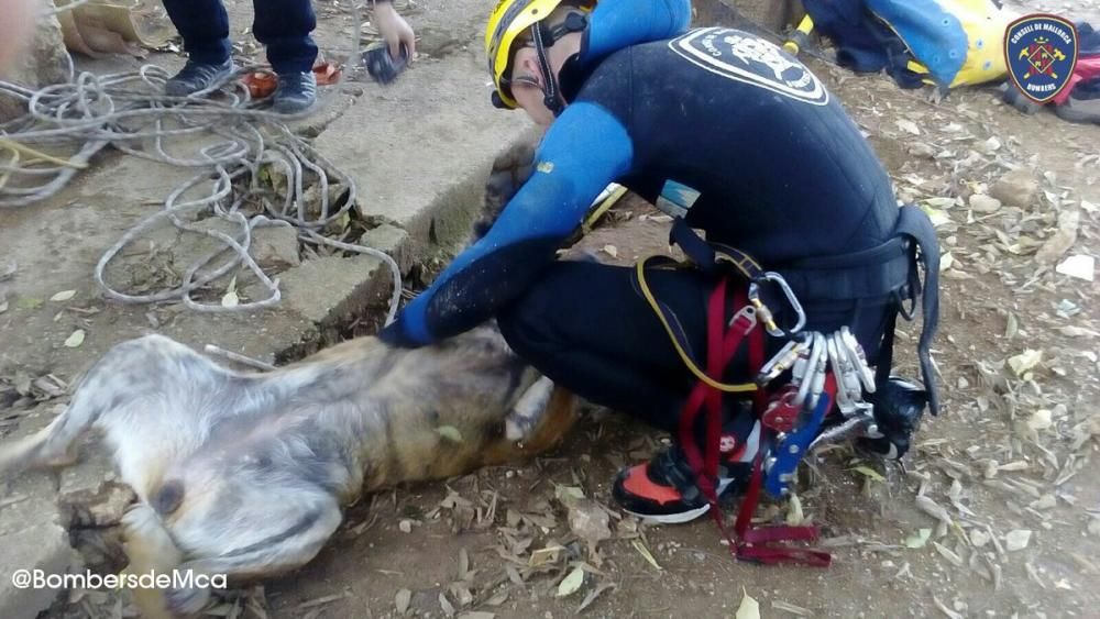 Los Bombers de Mallorca rescatan una perra que cayó en un pozo en Inca