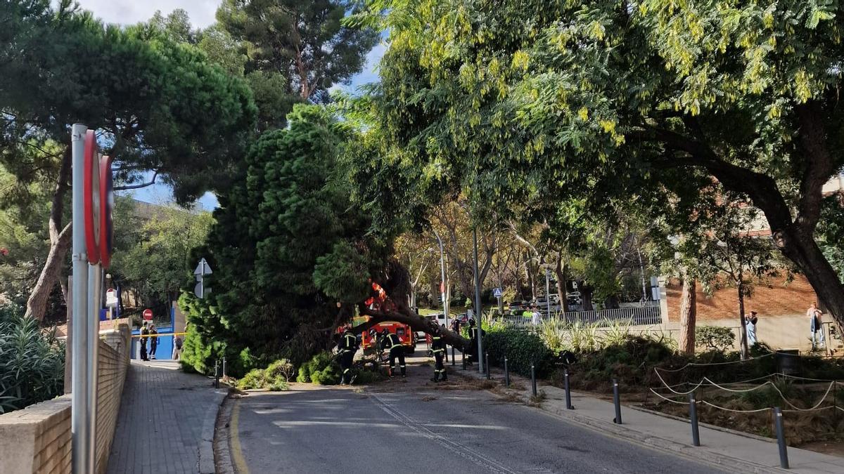 Cau un arbre al costat de l’Hospital de la Vall d’Hebron de Barcelona